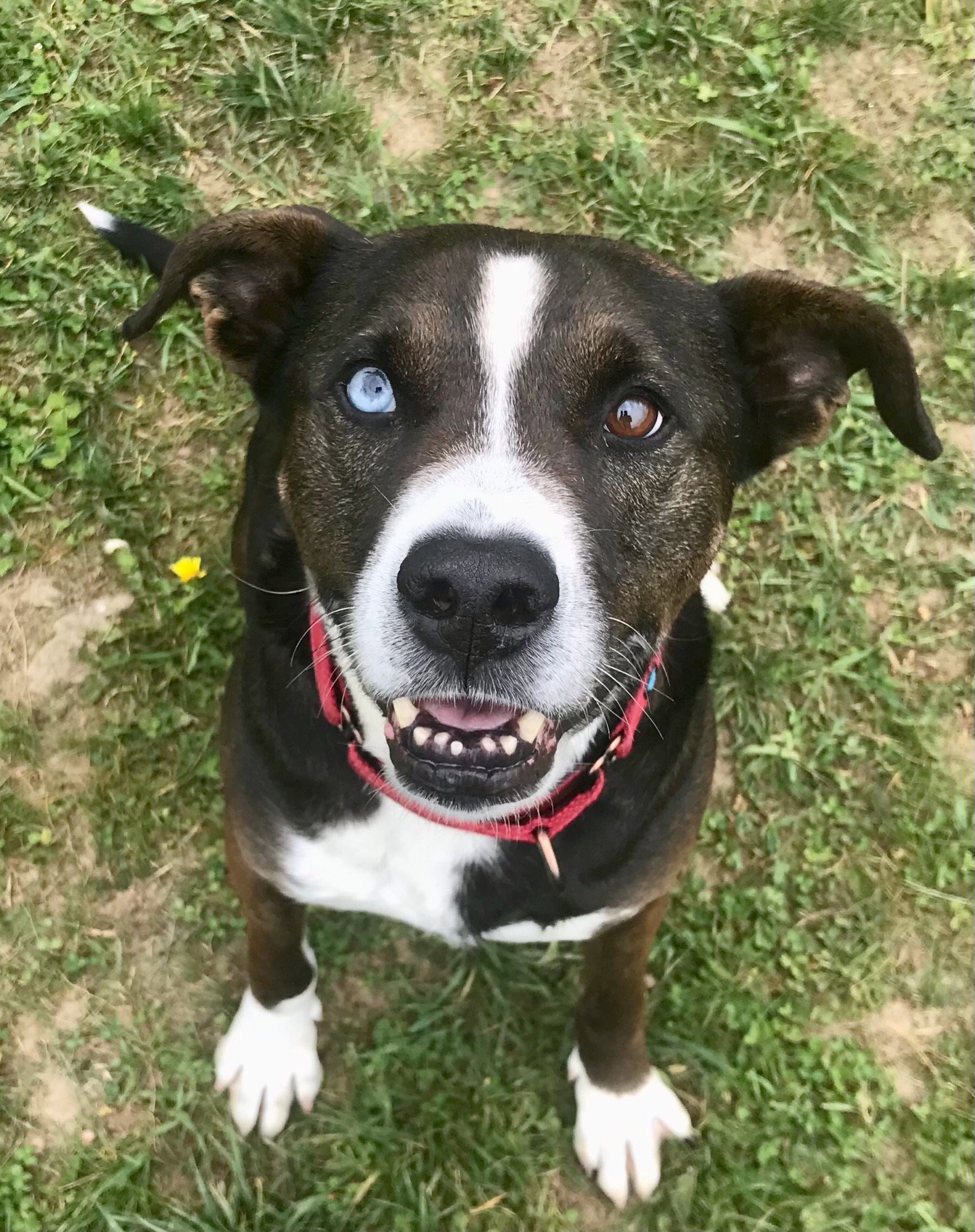 SPCA Serving Allegany County It's a great time to adopt a dog! View