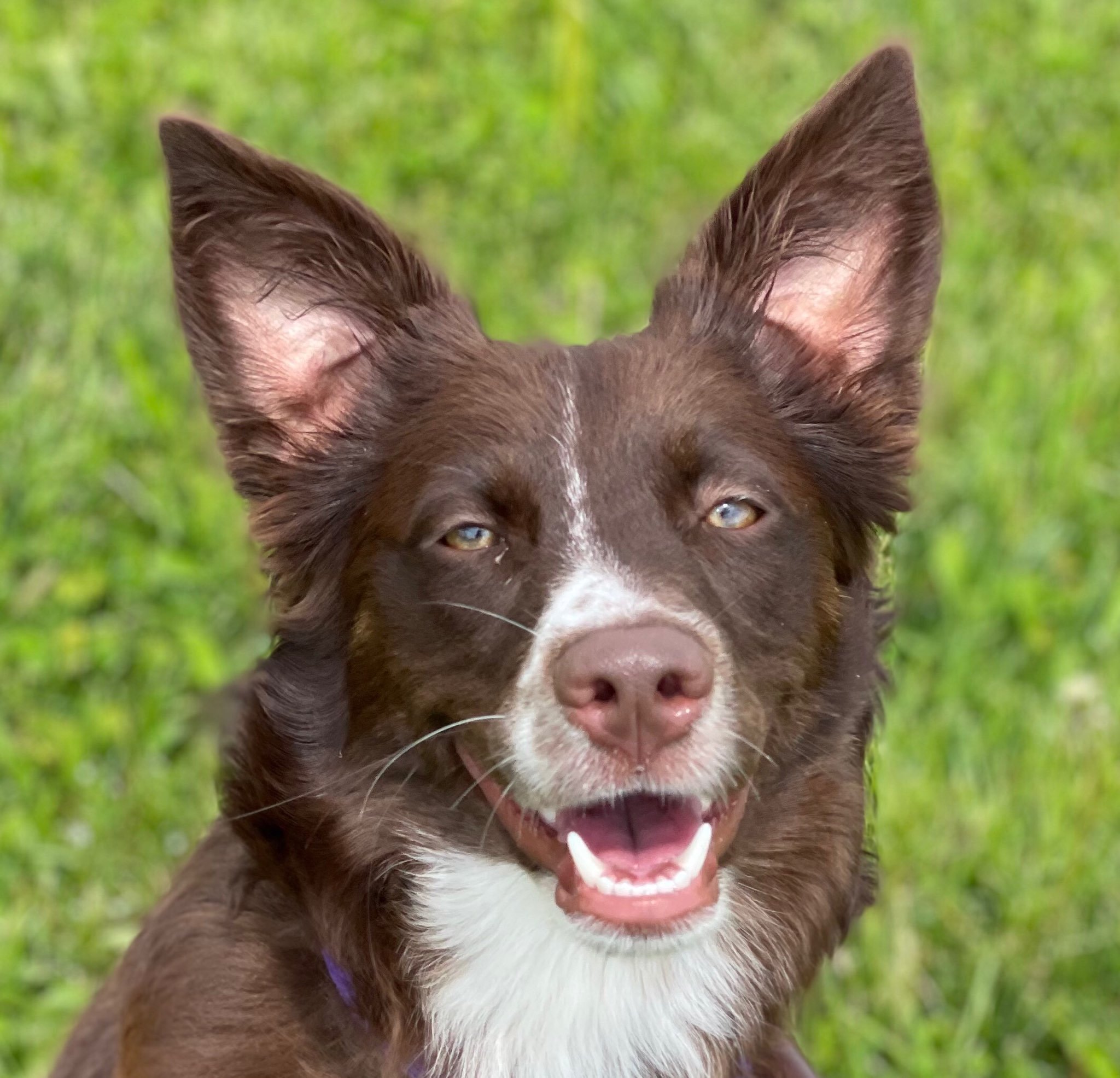 SPCA Serving Allegany County It's a great time to adopt a dog! View slideshow THE WELLSVILLE SUN