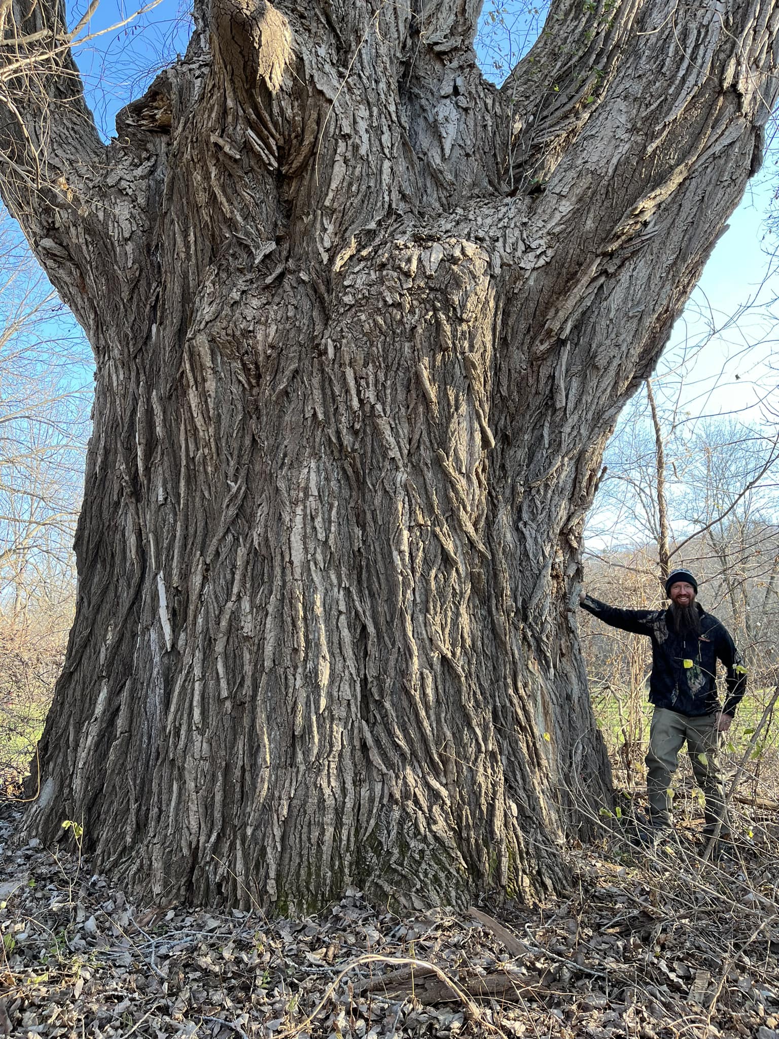 2022 was a historic year for big trees in New York State - THE