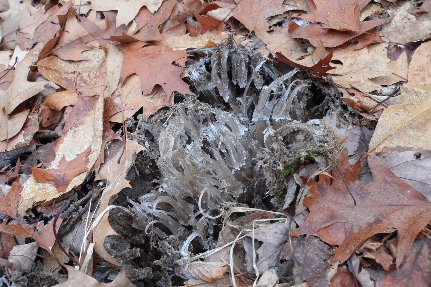 Protect Your Shrubs from Frost Heaving THE WELLSVILLE SUN