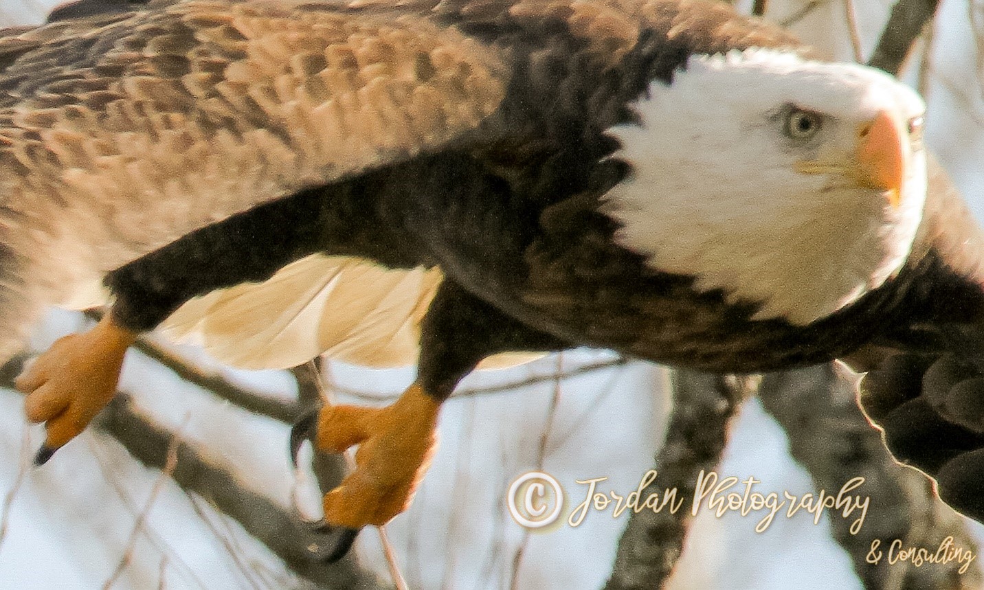 Dan Jordan's Wild World: What do Bald Eagles eat ? - THE WELLSVILLE SUN