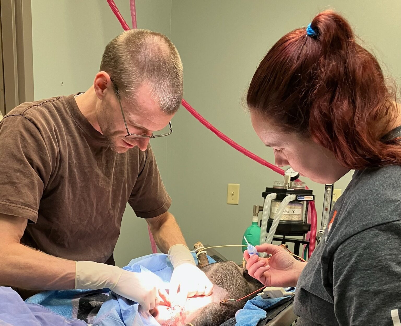 Perry Veterinary Clinic helps Allegany County SPCA with 45 potbelly