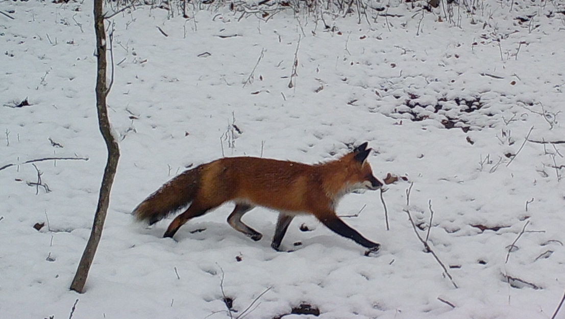 Wildlife Friend on Instagram: “Soft Fox A few winters ago, in the Abruzzo  National Park. A splendid fox stops by…