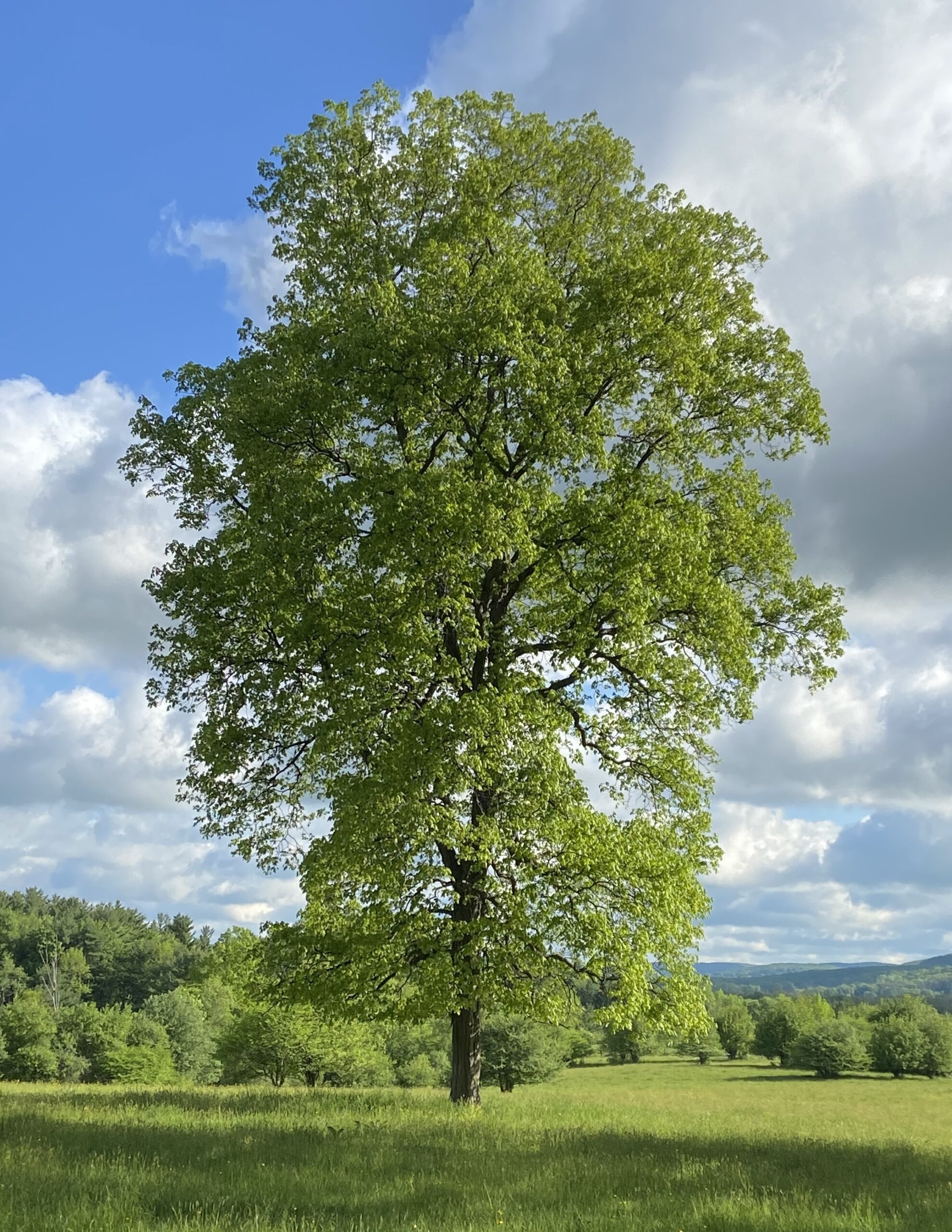 Obituaries Archives - Page 8 of 32 - THE WELLSVILLE SUN