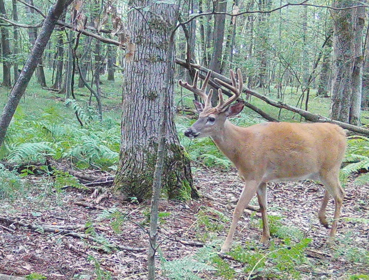 In the Outdoors Scoring whitetail bucks THE WELLSVILLE SUN