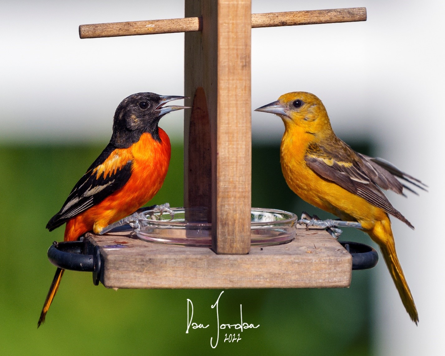 趣味 hondy BIRD LAND PRESS 16 趣味 hondy BIRD LAND PRESS 16 Akira Toriyama Preservation Society/