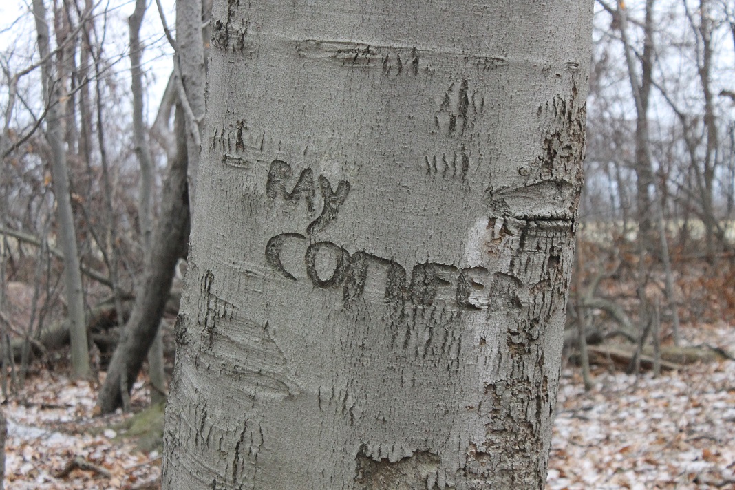 Losing the stories the trees tell - THE WELLSVILLE SUN