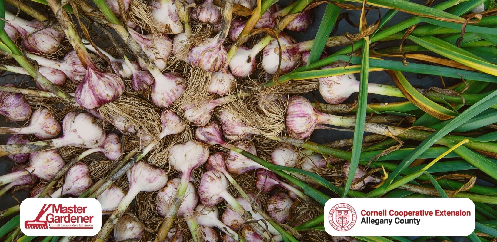 Garlic and Chili Oil